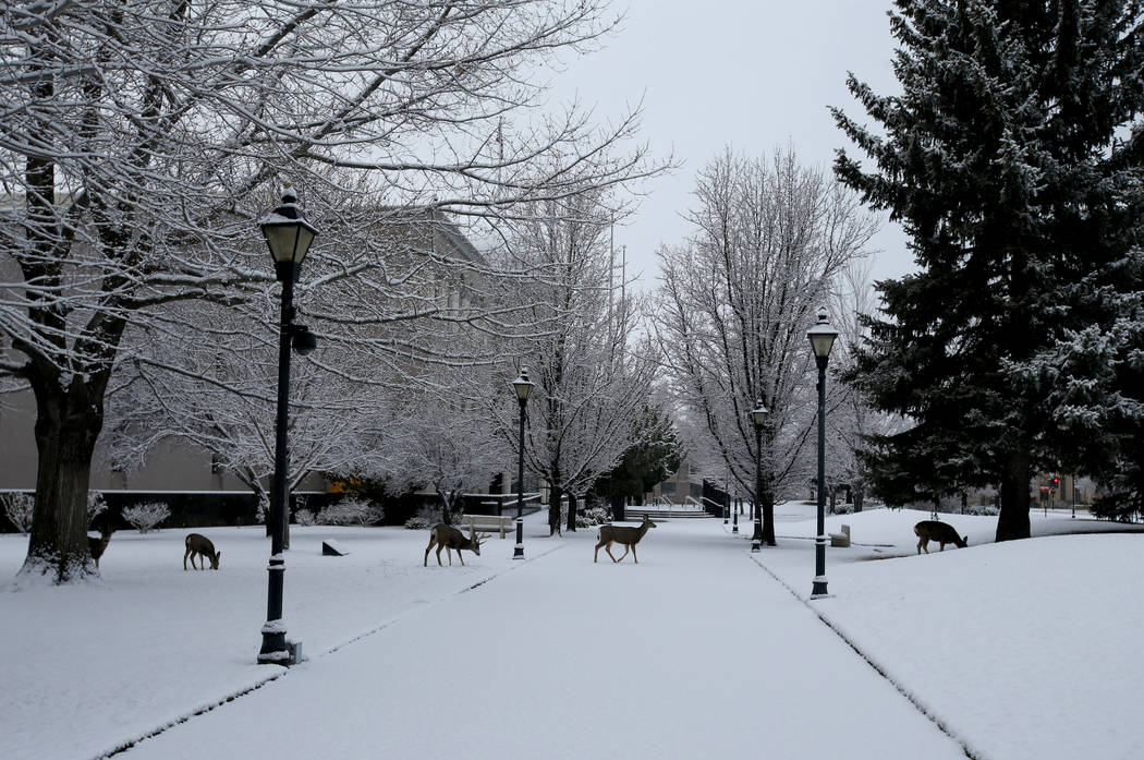 Deer feed on the grounds of the Capitol Complex in Carson City Sunday, Feb. 3, 2019. The 80th session of the Nevada Legislature will begin on Monday. (K.M. Cannon/Las Vegas Review-Journal) @KMCann ...