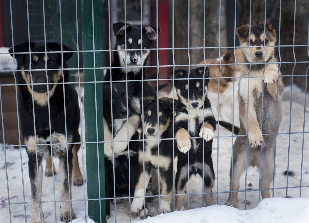 Stray dogs look out of the enclosure on Thursday, Jan. 31, 2019. in Vilnius, Lithuania .A group of Animal lovers in Lithuania have created a mobile application inspired by the popular dating app T ...
