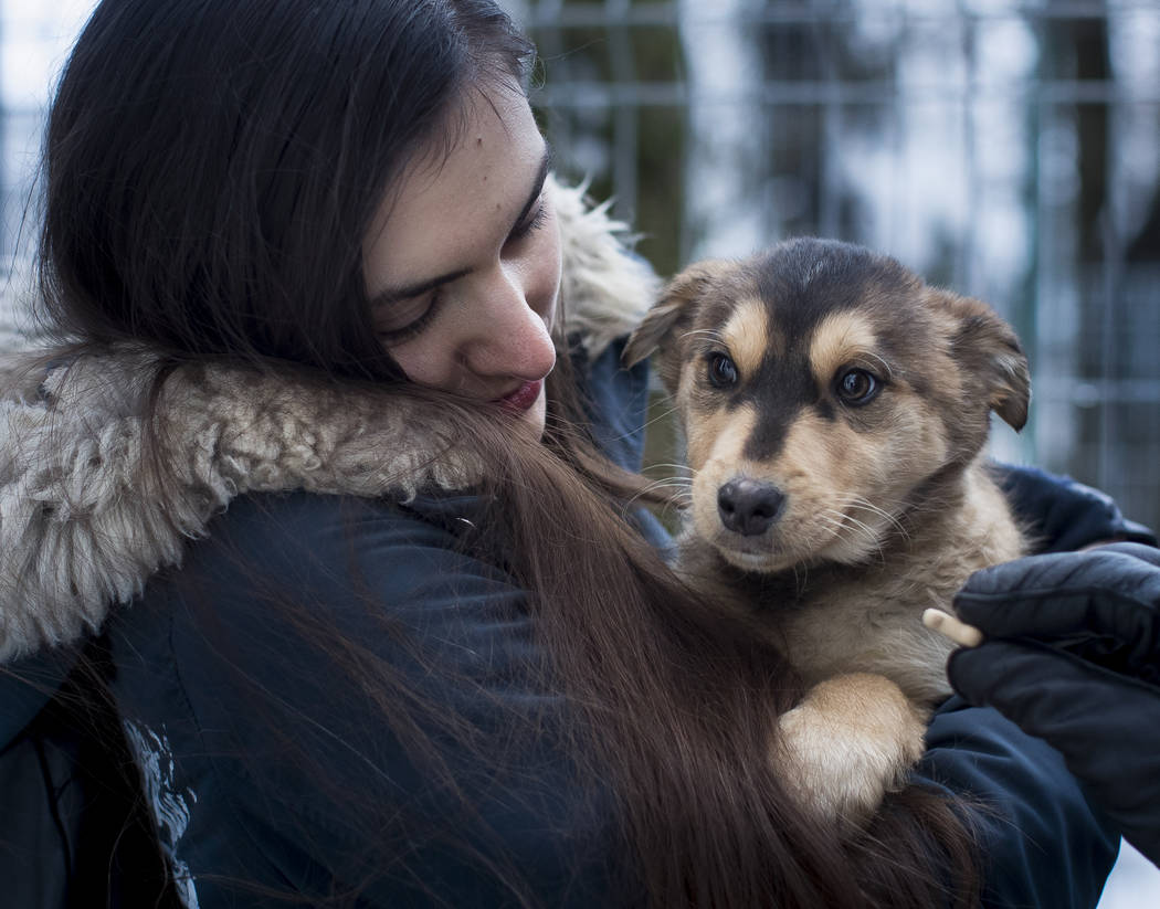 A potential pet owner looks at a stray dog at a shelter in Vilnius, Lithuania on Friday, Feb. 1, 2019. A group of animal enthusiasts in Lithuania have created the GetPet mobile app inspired by the ...