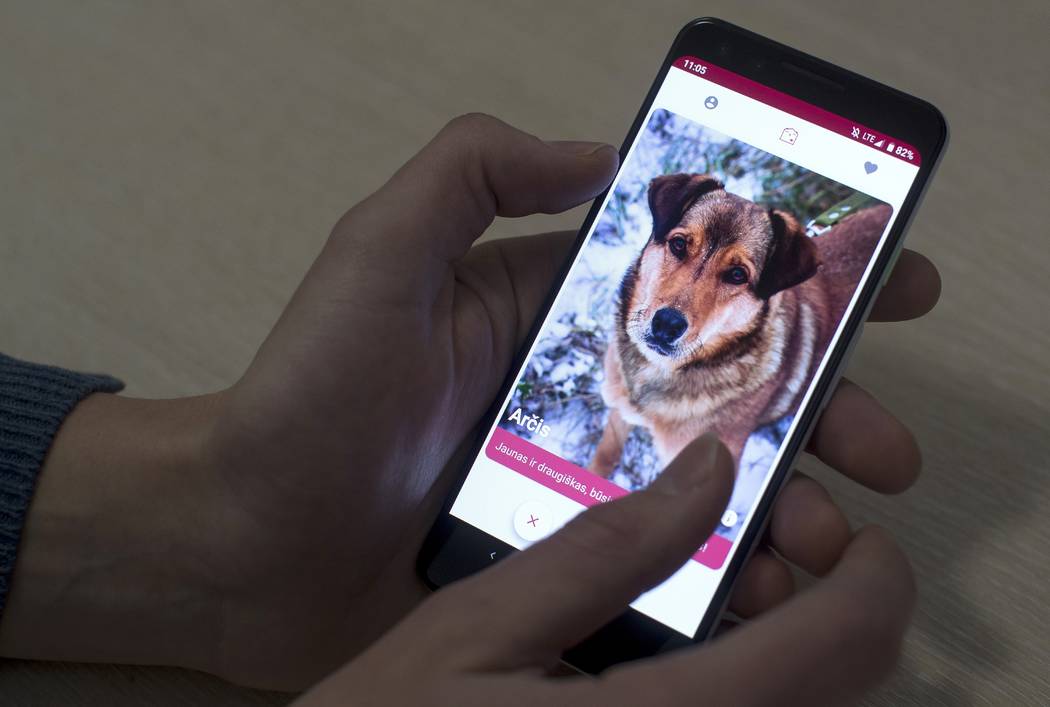 A man looks at a mobile phone app that helps people find dogs in animal shelters in Vilnius, Lithuania on Thursday, Jan. 31, 2019. A group of enthusiasts have launched the app that helps match asp ...