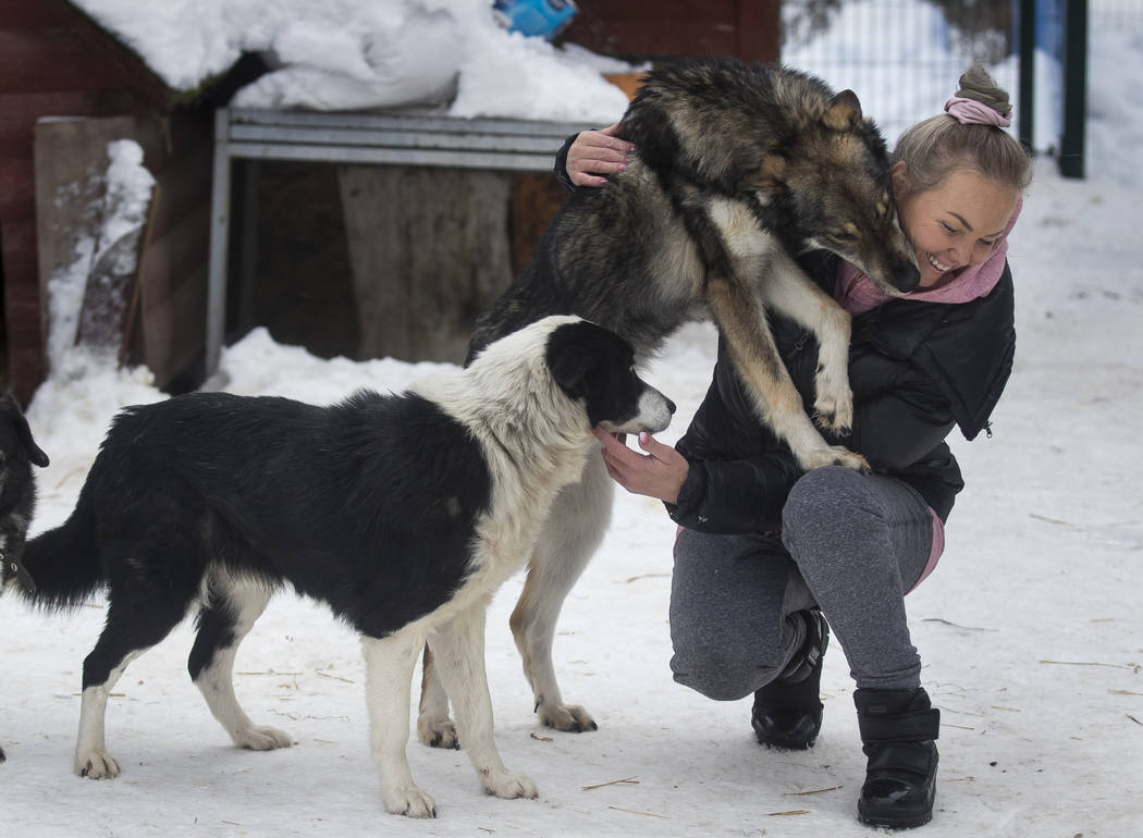 Ilona Reklaityte, founder of a dog shelter, copes with two of her charges in Vilnius, Lithuania on Thursday, Jan. 31, 2019. A group of enthusiasts have launched an app that helps match aspiring do ...