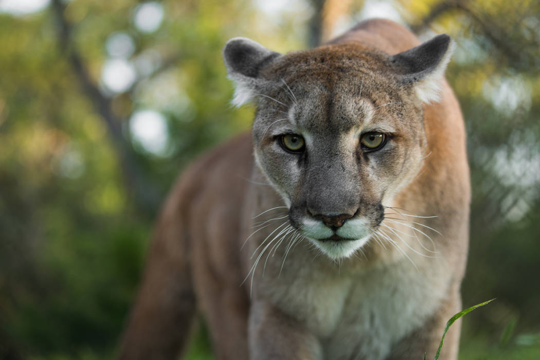 Mountain lion killed by jogger after attack during run ...