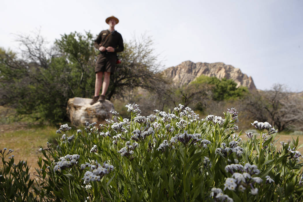 Park Interpreter David Low speaks about amsonia bushes, foreground, during a hiking tour that he is leading at the Spring Mountain Ranch State Park on Sunday, April 9, 2017, in Blue Diamond, Nevad ...