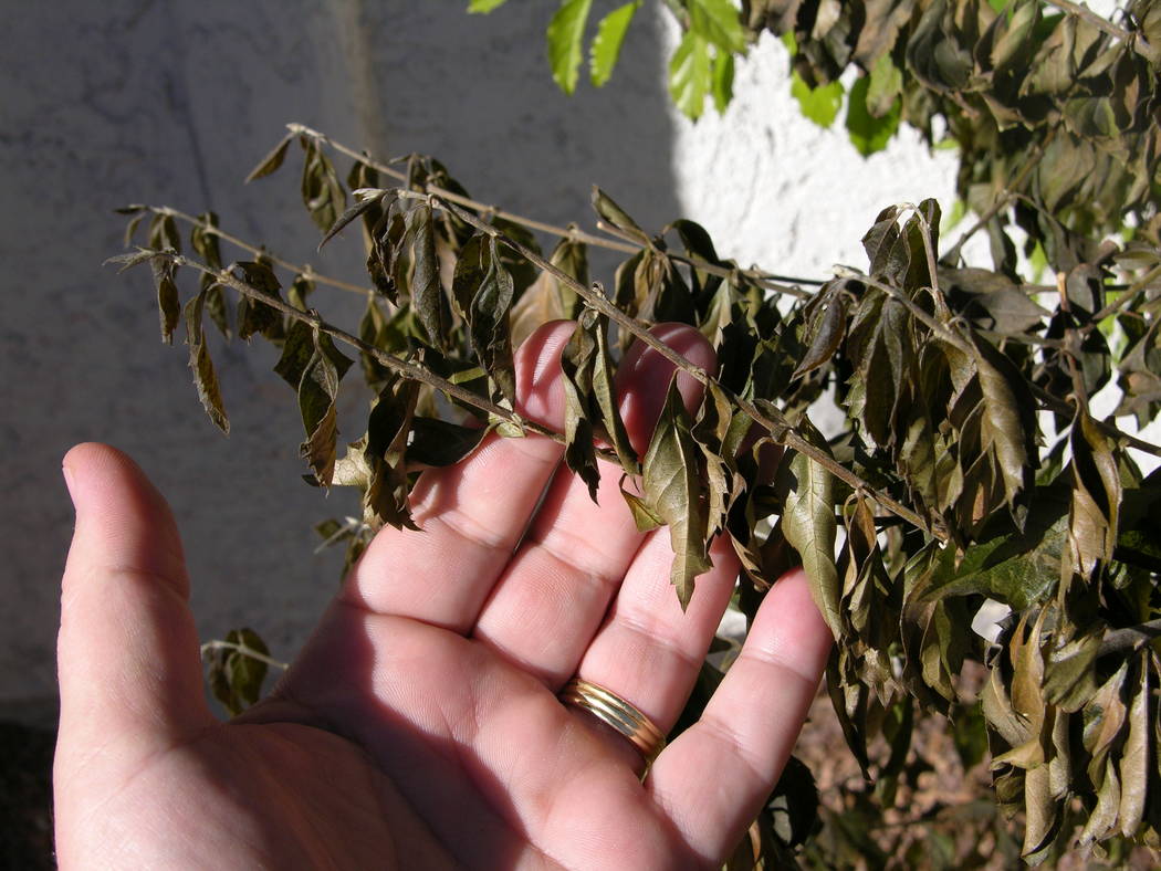 Freezing temps more damaging to plants this time of year