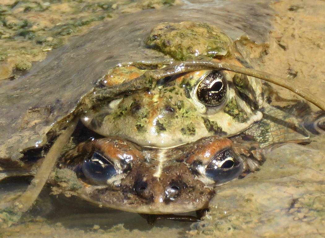 A pair of Amargosa toads photographed on April 11, 2018. Len Warren The Nature Conservancy