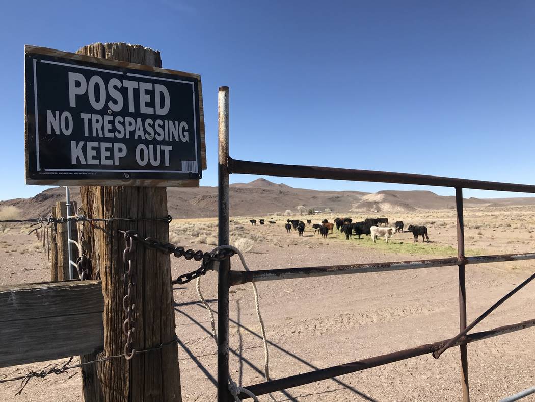Cattle graze at the 7J Ranch northeast of Beatty on Feb. 8, 2019. Henry Brean Las Vegas Review-Journal