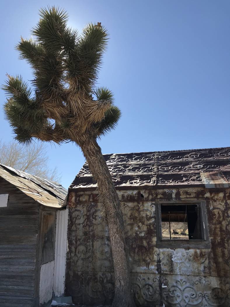 A Joshua tree grows next to an old, tin-covered outbuilding at the 7J Ranch northeast of Beatty on Feb. 8, 2019. Henry Brean Las Vegas Review-Journal