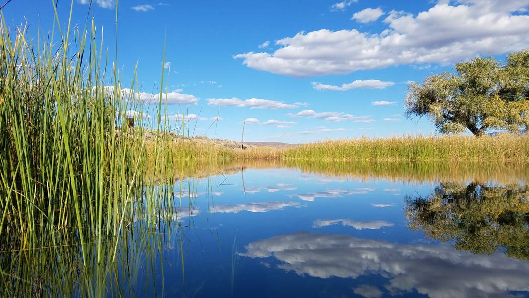 Clouds reflect in the surface of a pond at the 7J Ranch northeast of Beatty on Oct. 31, 2018. Martin Swinehart The Nature Conservancy