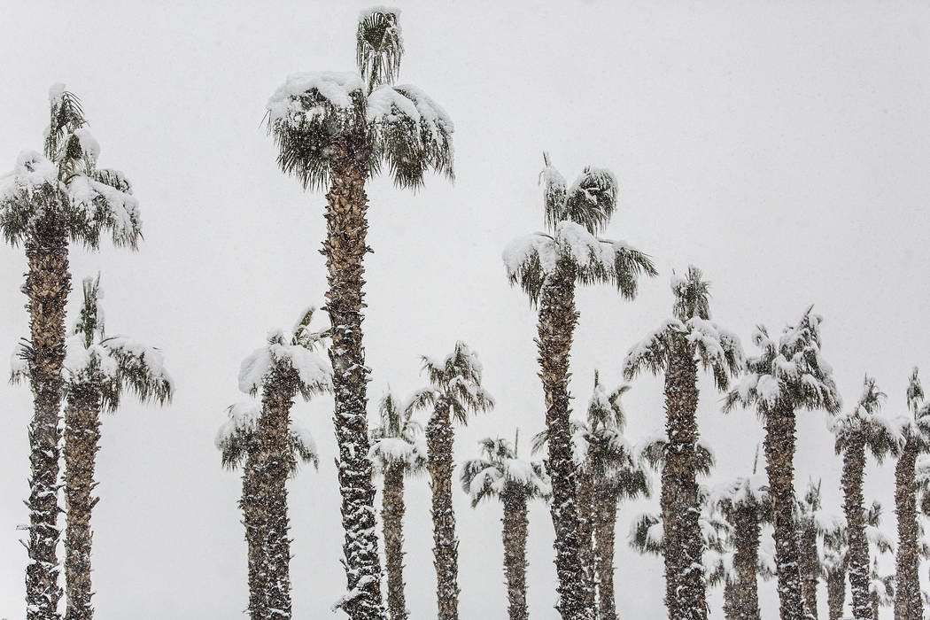 Palm trees are blanketed in snow near the Summerlin Parkway eastbound on Thursday, Feb. 21, 2019, in Las Vegas. (Benjamin Hager Review-Journal) @BenjaminHphoto