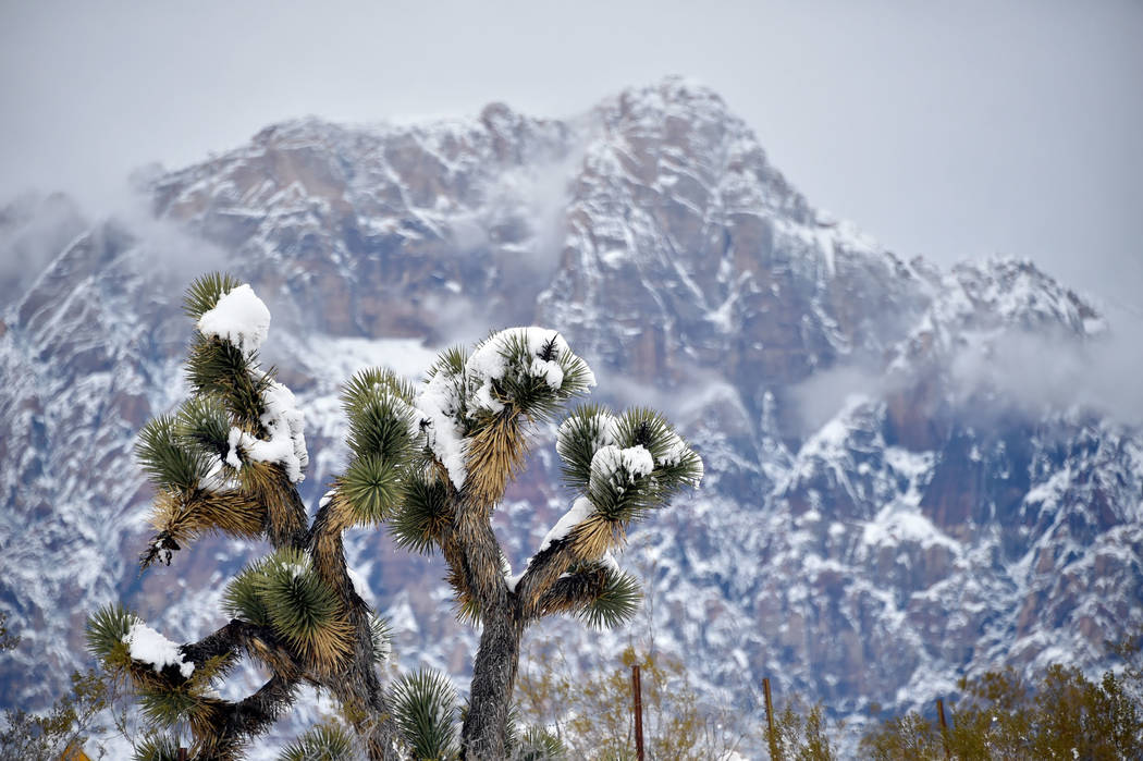Snow covers a Joshua Tree at Red Rock Canyon National Conservation Area Thursday, Feb. 21, 2019, in Las Vegas. Las Vegas experienced its most significant snowfall in over 10 years. (David Becker/L ...