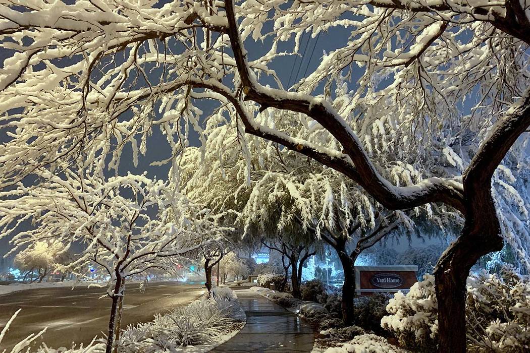 Heavy, wet snow clings to trees in outside Red Rock Resort in Summerlin on Thursday, Feb. 21, 2019. (Mat Luschek/Las Vegas Review-Journal)