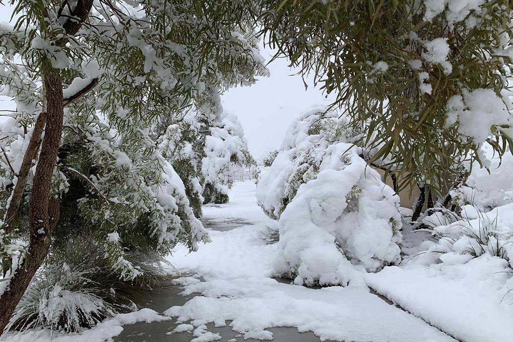 Snow weighs down tree branches near Desert Foothills Drive near Alta Drive in western Las Vegas, Thursday, Feb. 21, 2019. (Mat Luschek/Las Vegas Review-Journal)