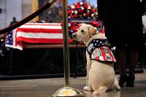 Sully, former President George H.W. Bush's service dog, pays his respect to President Bush as he lie in state at the U.S. Capitol in Washington, Tuesday, Dec. 4, 2018. (AP Photo/Manuel Balce Ceneta)