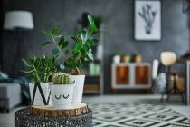 Cacti and succulents make good houseplants as long as owners don't overwater them. (Getty Images)