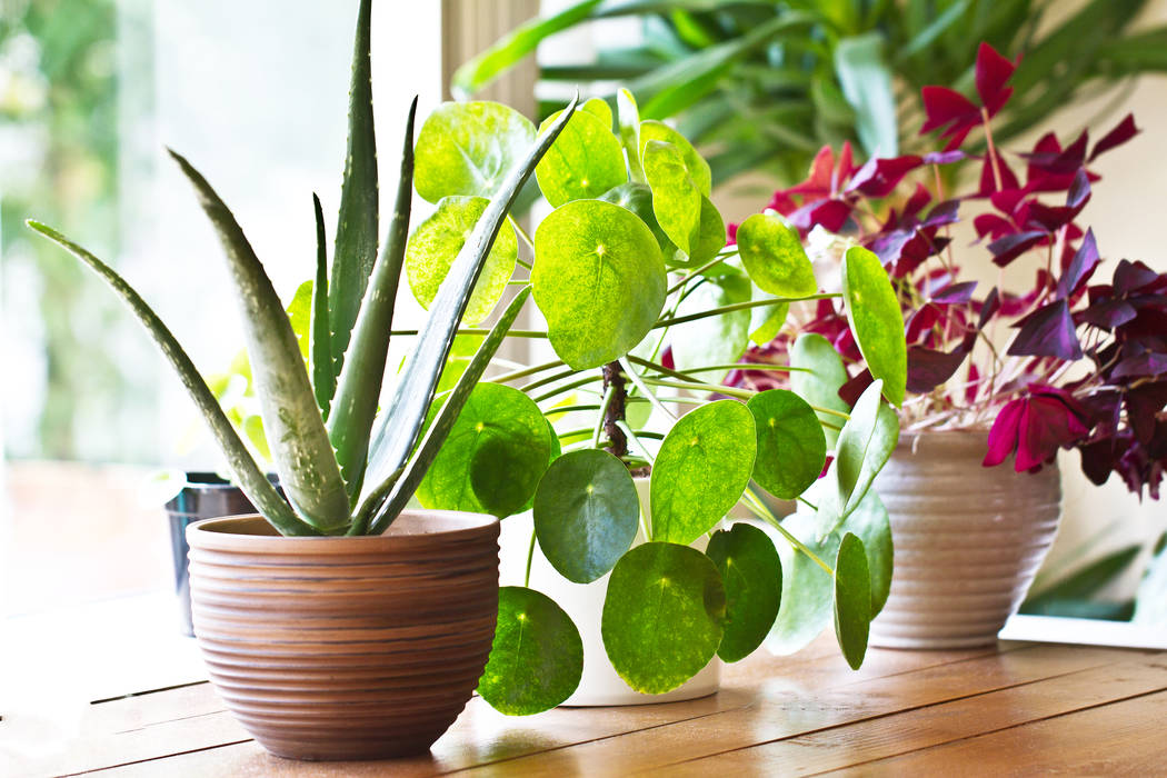 Houseplants come in a variety of shapes, sizes and colors. (Getty Images)