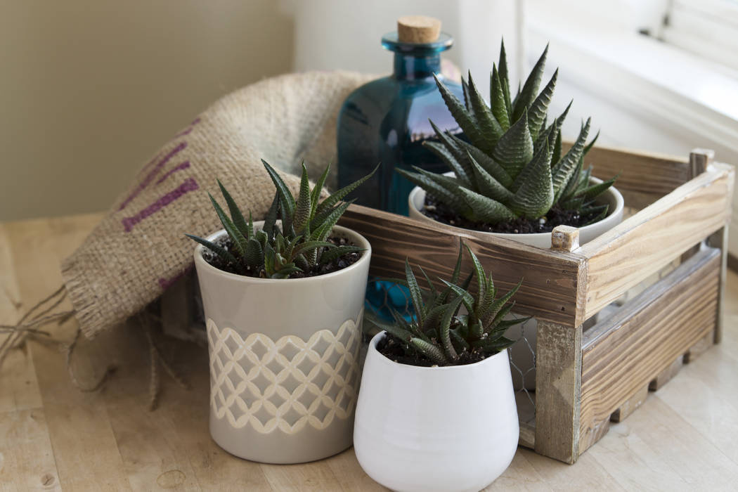 Haworthia succulents, including the zebra plant, look like small aloes and are easy to care for ...