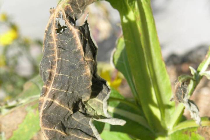 The most susceptible parts of fruit trees to freezing temperatures are the flowers when they ar ...