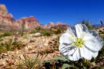 Flowers along First Creek Trail in April 2018 at Red Rock NCA (purple is Phacelia and white is Dune Primrose) (Natalie Burt)