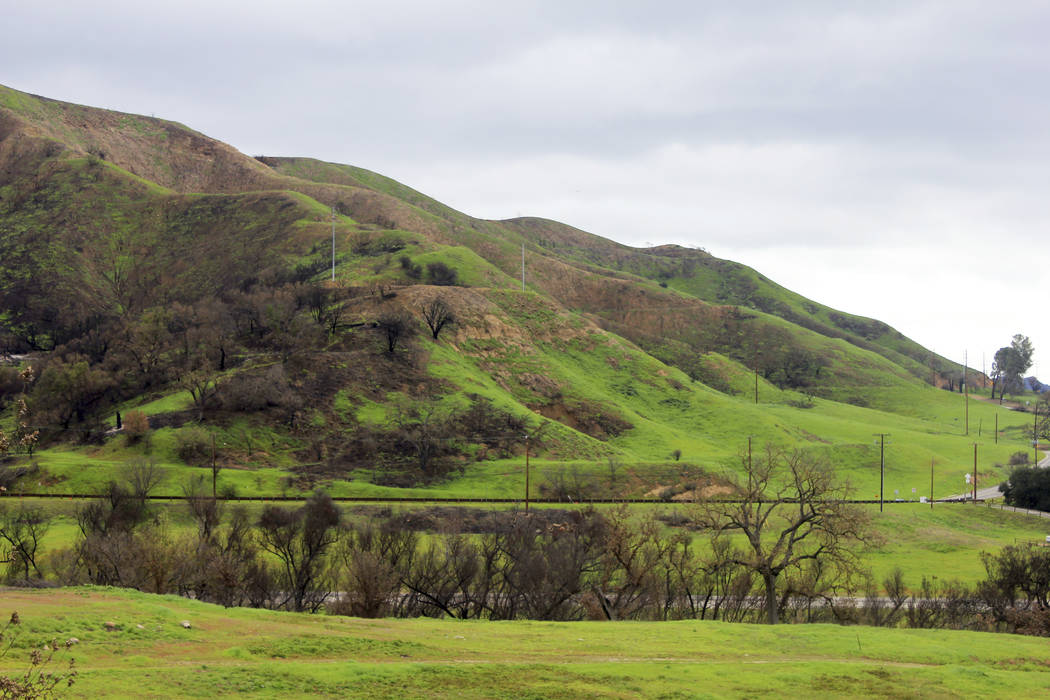 In this Feb. 17, 2019 photo, greenery has already started to sprout around charred trees and on hillsides blackened in the 2018 Woolsey wildfire that destroyed Paramount Ranch in Agoura Hills, Cal ...