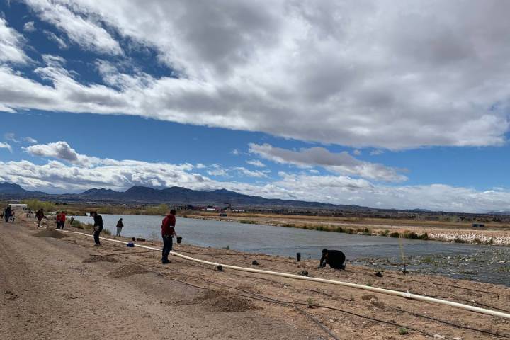 Volunteers and organizers of the semiannual Green-Up project plant thousands of trees and shrubs on Saturday, March 2, 2019, morning at the Las Vegas Wash. Jessica Terrone Las Vegas Review-Journal