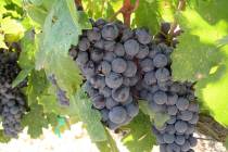 Wine grapes such as zinfandel can be grown in Southern Nevada. (Bob Morris)