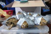In this March 3, 2019, handout photo provided by the Bureau of Customs Public Information Office, duct taped turtles are presented to reporters in Manila, Philippines. Philippine authorities said ...