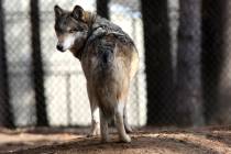 A gray wolf stands at the Osborne Nature Wildlife Center south of Elkader, Iowa, April 11, 2018. U.S. wildlife officials plan to lift protections for gray wolves across the Lower 48 states. (Dave ...