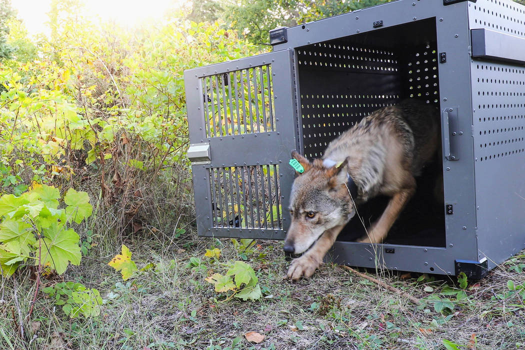 A 4-year-old female gray wolf emerges from her cage as it released at Isle Royale National Park in Michigan, Sept. 26, 2018. U.S. wildlife officials plan to lift protections for gray wolves across ...