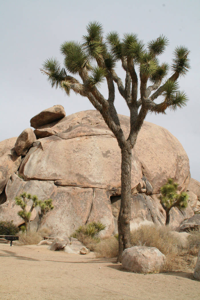 Joshua Tree National Park boasts close to 200 miles of hiking trails, including the Cap Rock Tr ...