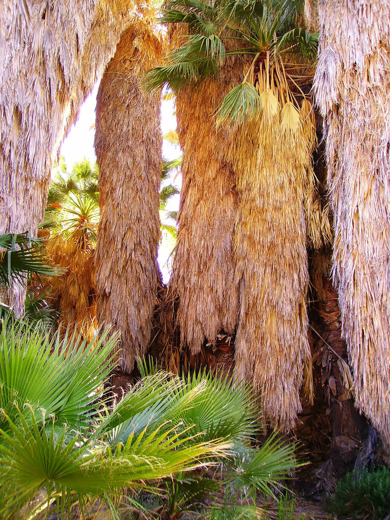 Joshua Tree National Park, Calif. is home to five palm oases, the only native palms found in we ...