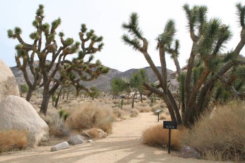 The park boasts close to 200 miles of hiking trails, including the Cap Rock Trail, an easy 0.4 ...