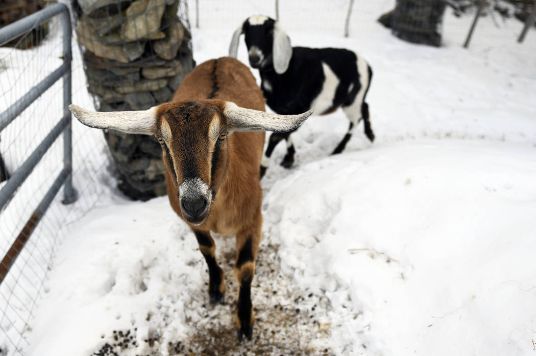 Lincoln, a Nubian goat, runs around with pasture mate Lucy at their home in Fair Haven, Vt. Lincoln was recently elected "Pet Mayor" on town meeting day. (/The Rutland Herald via AP)