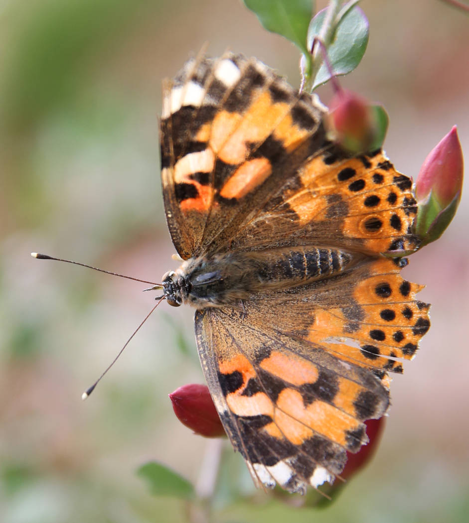 A Painted Lady butterfly at the Butterfly Habitat at Springs Preserve on Tuesday, March. 12, 2019, in Las Vegas. Bizuayehu Tesfaye Las Vegas Review-Journal @bizutesfaye