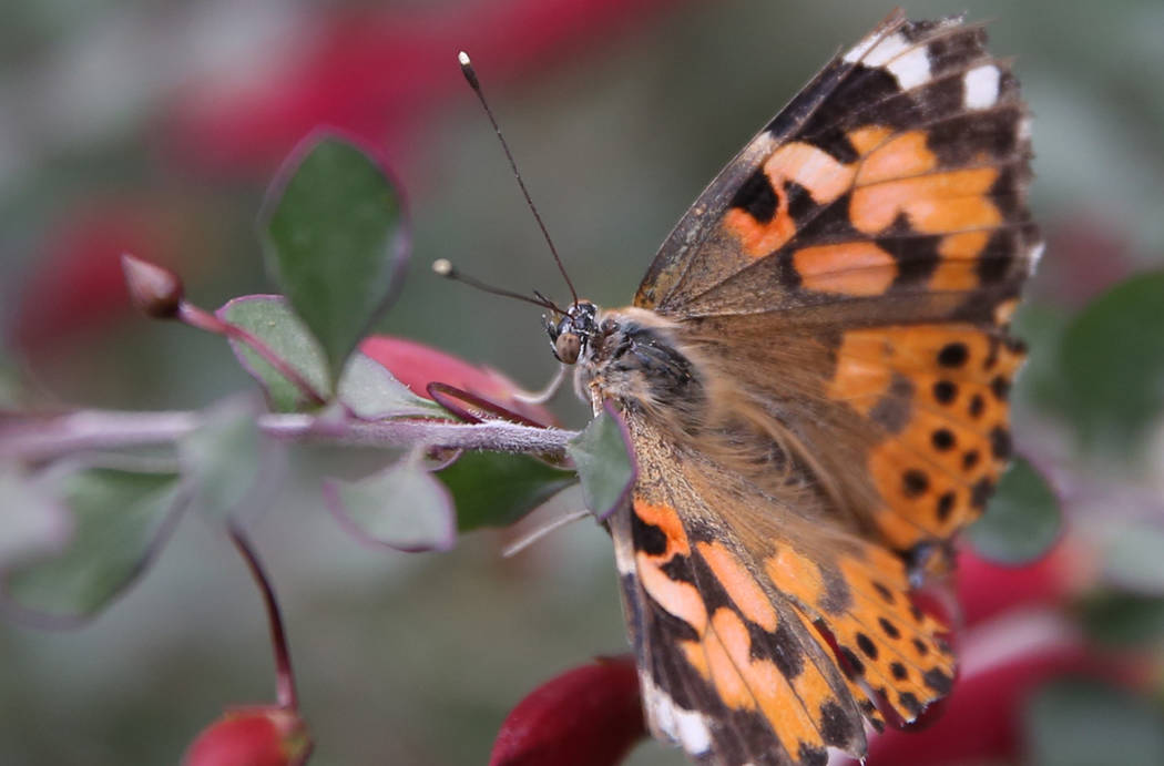 Butterfly Habitat is open at Springs Preserve — VIDEO Las Vegas
