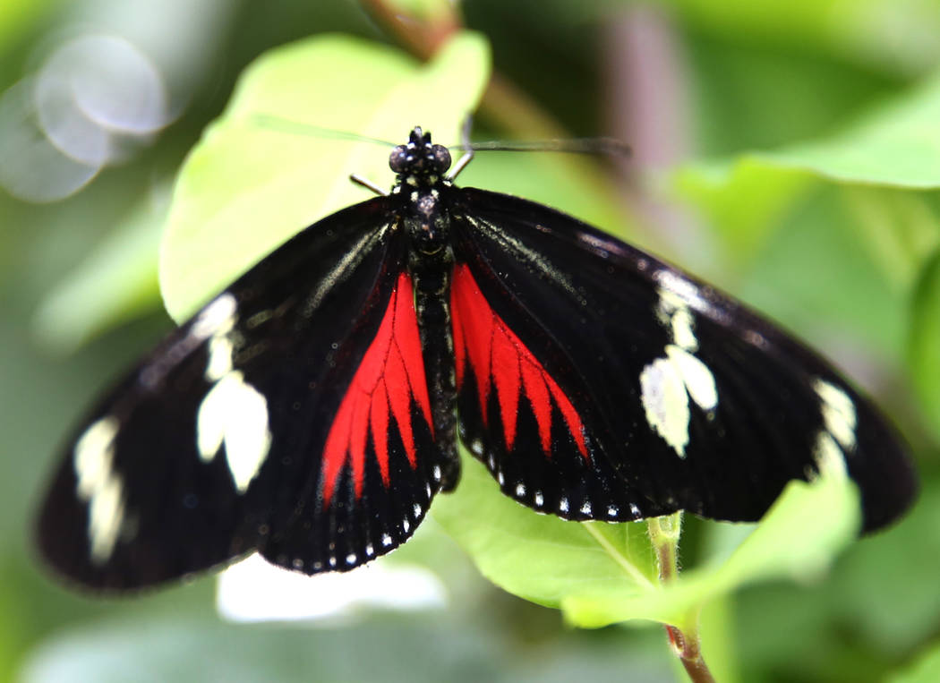 A Doris Longwing butterfly at the Butterfly Habitat at Springs Preserve on Tuesday, March. 12, 2019, in Las Vegas. Bizuayehu Tesfaye Las Vegas Review-Journal @bizutesfaye