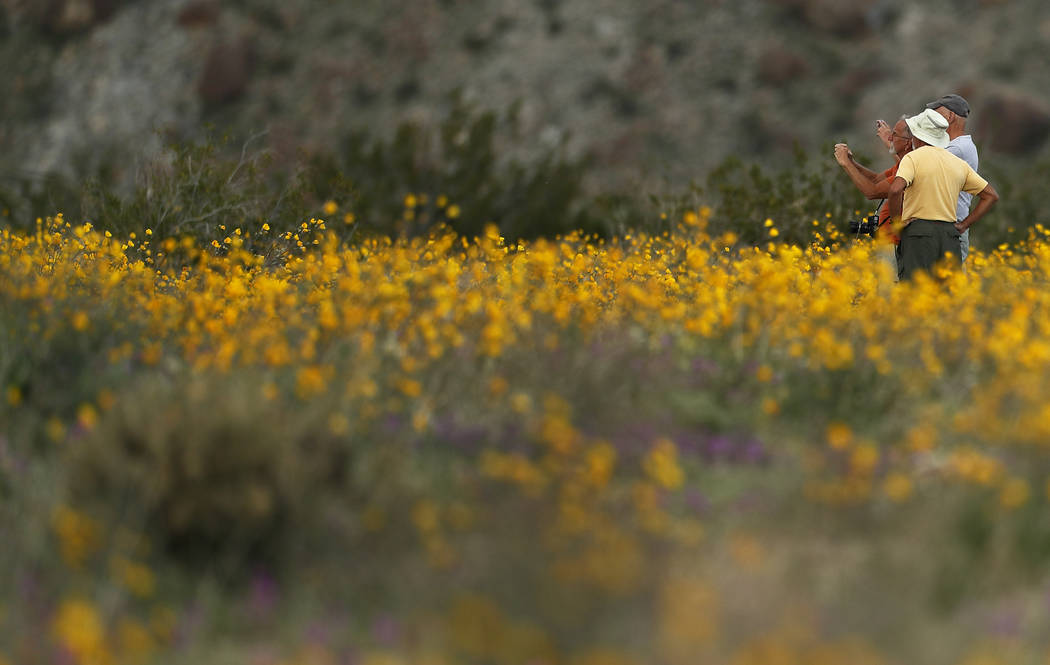 A group of men take pictures with their phones as they stand among wildflowers in bloom near Borrego Springs, Calif. on Wednesday, March 6, 2019. Two years after steady rains sparked seeds dormant ...