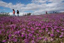 People walk among wildflowers in bloom near Borrego Springs, Calif. on Wednesday, March 6, 2019. Two years after steady rains sparked seeds dormant for decades under the desert floor to burst open ...