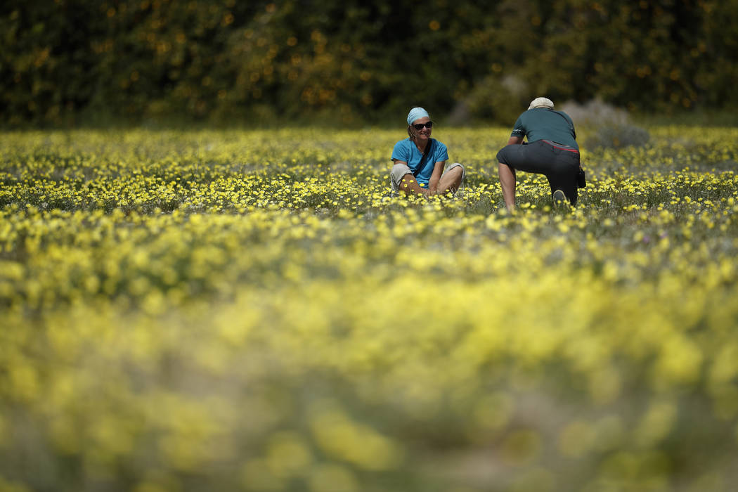 In this Wednesday, March 6, 2019, photo, a woman poses for a picture among wildflowers in bloom near Borrego Springs, Calif. Two years after steady rains sparked seeds dormant for decades under th ...