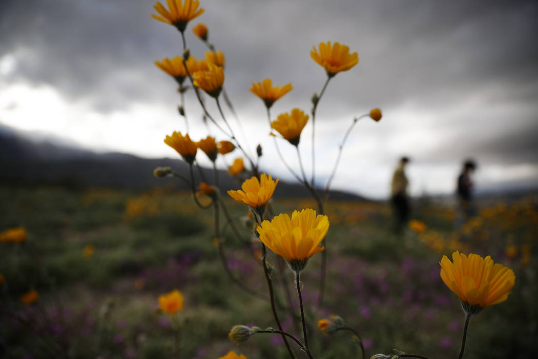 In this Wednesday, March 6, 2019, photo, people walk among wildflowers in bloom near Borrego Springs, Calif. Two years after steady rains sparked seeds dormant for decades under the desert floor t ...
