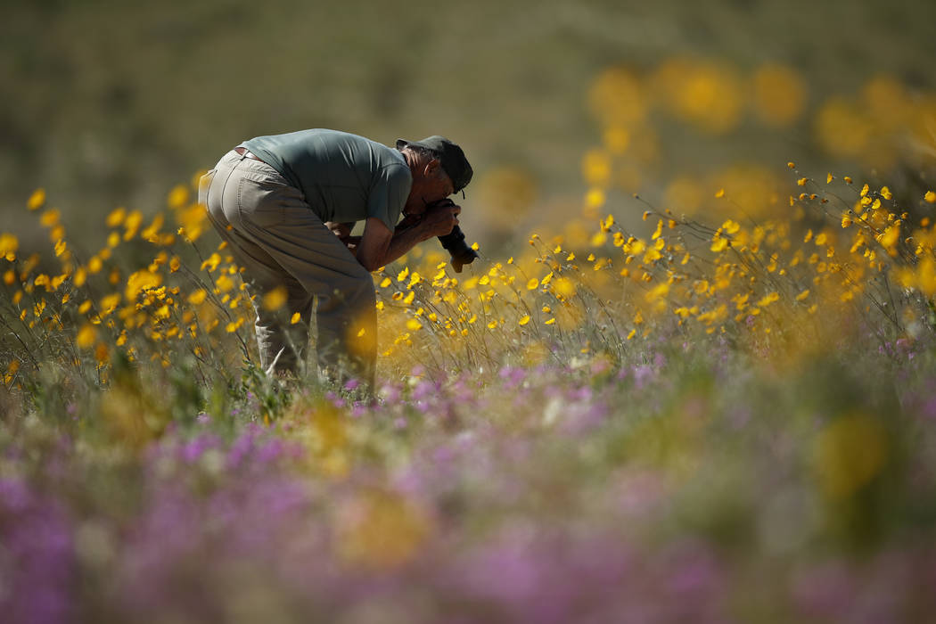 In this Wednesday, March 6, 2019, photo, a man takes pictures of wildflowers in bloom near Borrego Springs, Calif. Two years after steady rains sparked seeds dormant for decades under the desert f ...