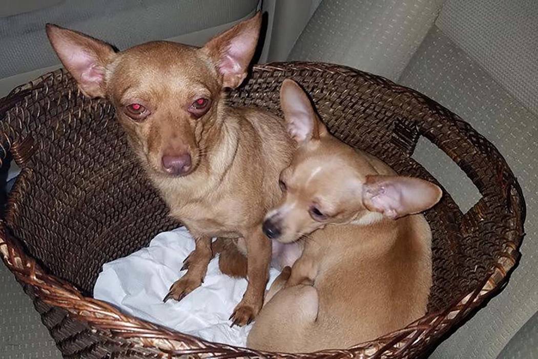 Several chihuahuas were rescued in a desert area in the southwest part of the Las Vegas Valley this week after possibly being dumped, according to rescuers. (Nevada Voters for Animals/Facebook)