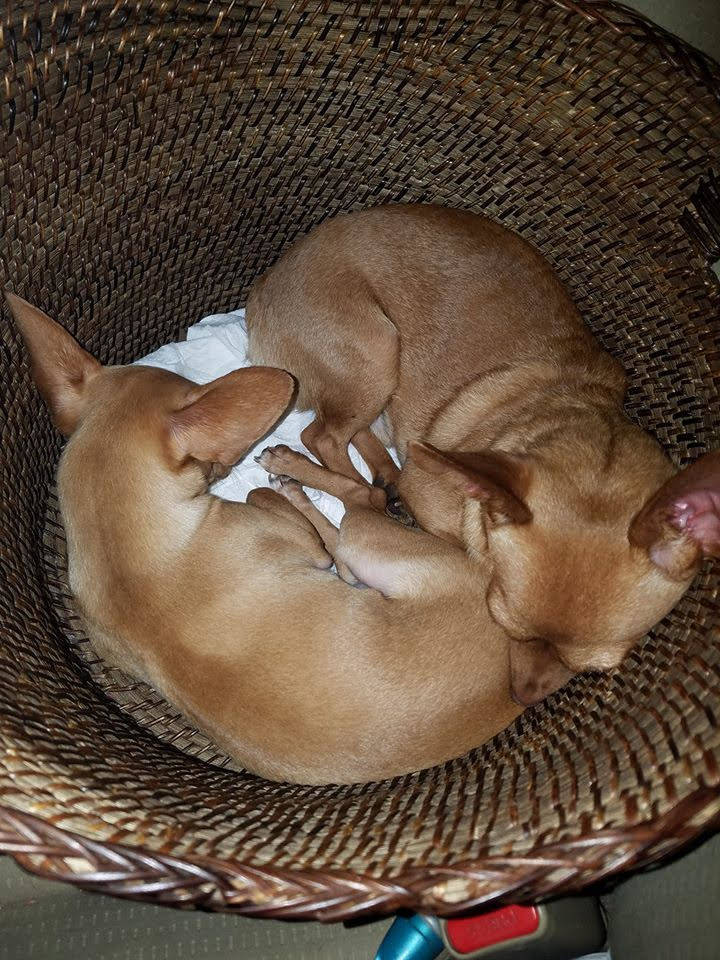 Several chihuahuas were rescued in a desert area in the southwest part of the Las Vegas Valley this week after possibly being dumped, according to rescuers. (Nevada Voters for Animals/Facebook)