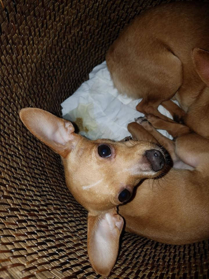Several chihuahuas were rescued in a desert area in the southwest part of the Las Vegas Valley this week after possibly being dumped, according to rescuers. (Nevada Voters for Animals/Facebook)