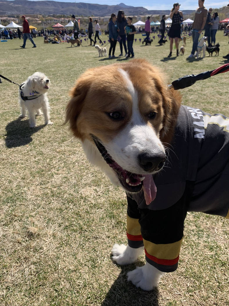 Las Vegas resident Melissa Sweatճ dog Nash-Vegas, a Bernese mountain dog and Great Pyrenees mix poses for the camera at the 16th Annual Bark in the Park event at Cornerstone Park in Henderso ...