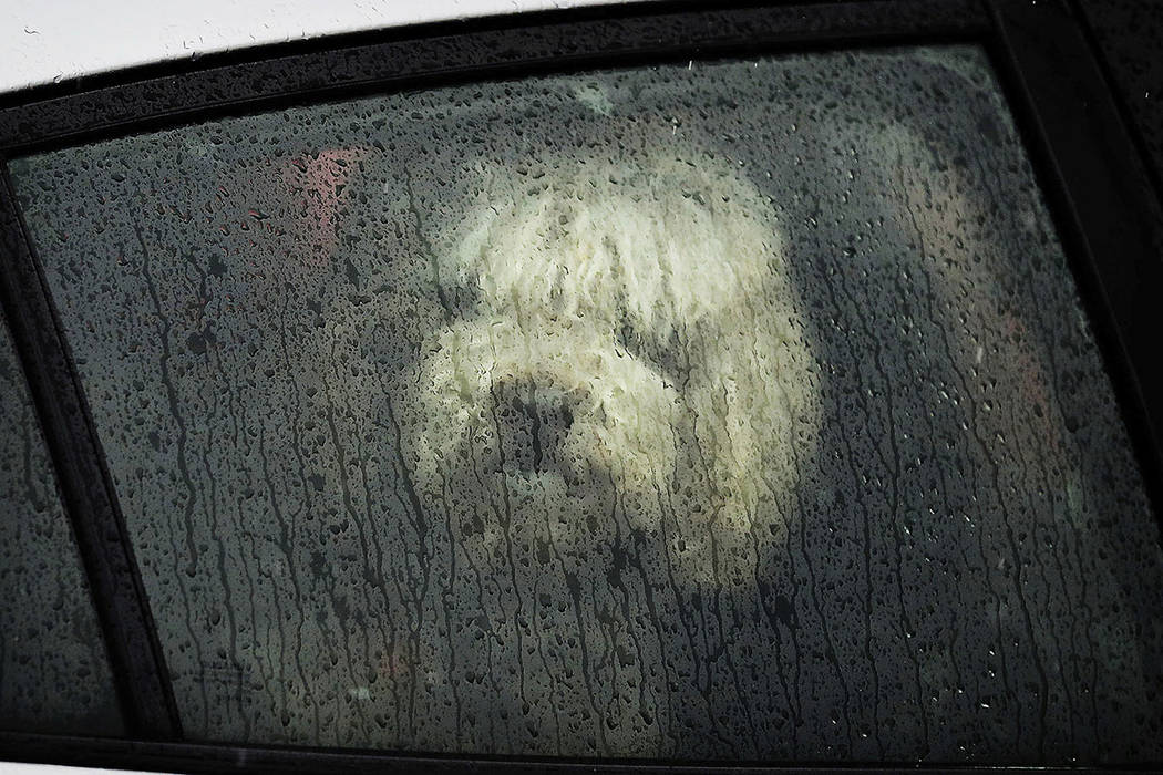 A dog looks out a window from a car parked along Nicollet Avenue on a rainy day on Saturday, March 9, 2019, in Minneapolis. A storm bringing a mixed bag of heavy, wet snow in some areas and rain a ...