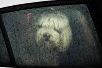 A dog looks out a window from a car parked along Nicollet Avenue on a rainy day on Saturday, March 9, 2019, in Minneapolis. A storm bringing a mixed bag of heavy, wet snow in some areas and rain a ...