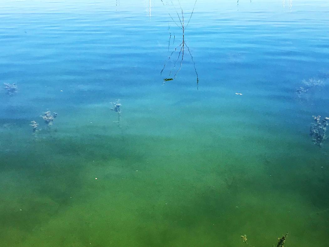 Openings like this one in the vegetation at Lake Mead often harbor largemouth bass. Can you see the bass in this picture? The fish eventually took a spinnerbait, but it took some coaxing. (Doug Ni ...