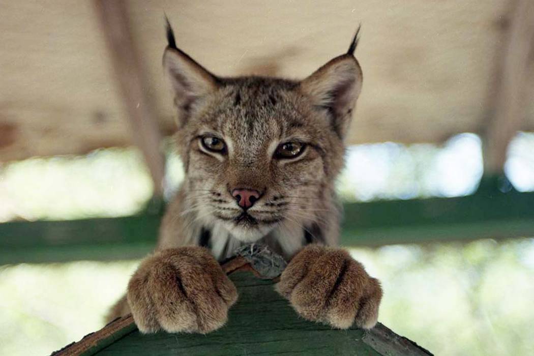 Animals at the Bonnie Springs petting zoo in 2008 include a bobcat, pygmy goats donated by Wayne Newton, a South American raccoon, deer, prairie dogs, burros, porcupines, turtles, a woodchuck, hed ...