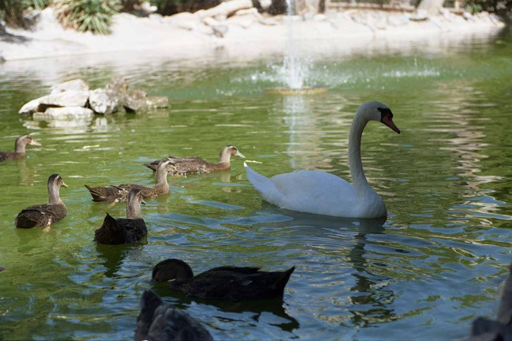 The pond at Bonnie Springs/Old Nevada attracts all sorts of aquatic life. (Las Vegas Review-Journal file)