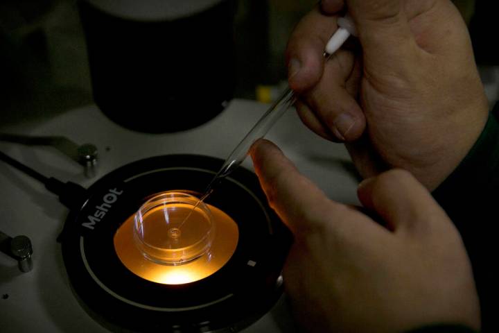 Qin Jinzhou deposits an embryo into a microplate after injecting it with injecting Cas9 protein and PCSK9 sgRNA in a laboratory in Shenzhen in southern China's Guangdong province. On March 13, 201 ...